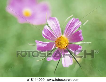 Cosmos View Large Photo Image Stock Photo - Cosmos. Fotosearch