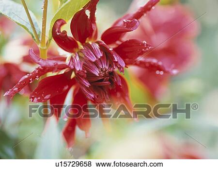 Dahlia View Large Photo Image Stock Photo - Dahlia. Fotosearch