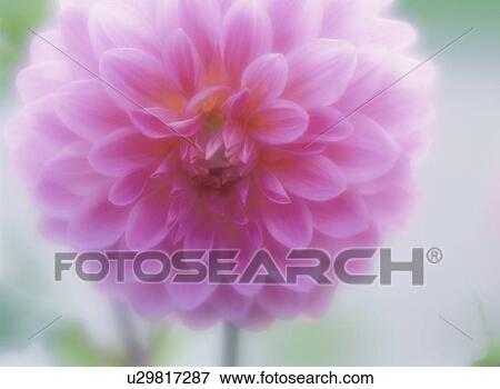 Dahlia View Large Photo Image Stock Photo - Dahlia. Fotosearch