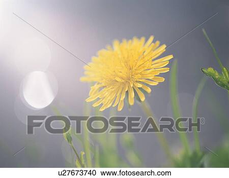 Dandelion View Large Photo Image Stock Image - Dandelion. Fotosearch