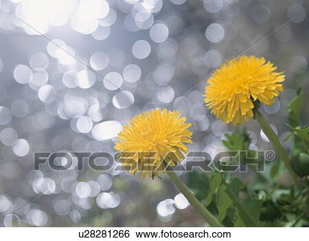 Stock Photograph - Dandelion. Fotosearch
