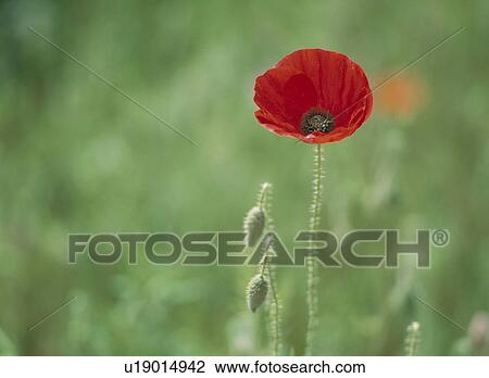 Flanders Poppy View Large Photo Image Stock Image - Flanders Poppy. Fotosearch