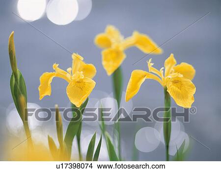 Flower View Large Photo Image Picture - Flower. Fotosearch