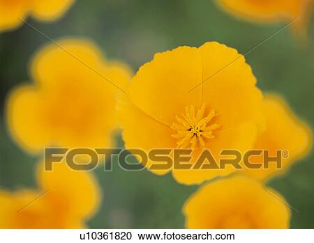 Flower View Large Photo Image Stock Image - Flower. Fotosearch