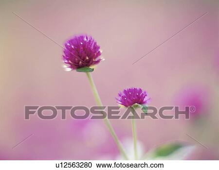 Flower View Large Photo Image Stock Image - Flower. Fotosearch