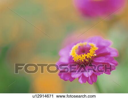 Flower View Large Photo Image Stock Image - Flower. Fotosearch