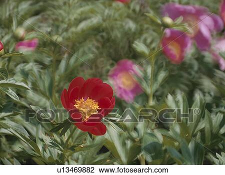 Flower View Large Photo Image Stock Image - Flower. Fotosearch