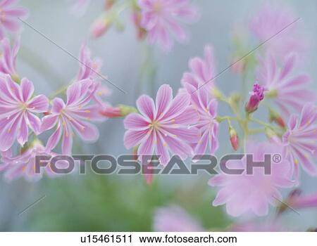 Stock Image - Flower. Fotosearch