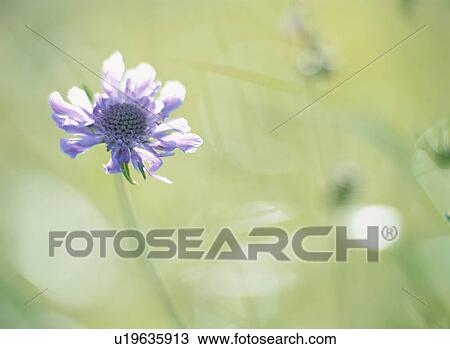 Flower View Large Photo Image Stock Image - Flower. Fotosearch