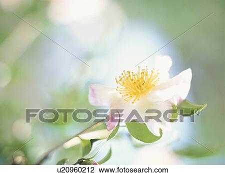 Flower View Large Photo Image Stock Image - Flower. Fotosearch