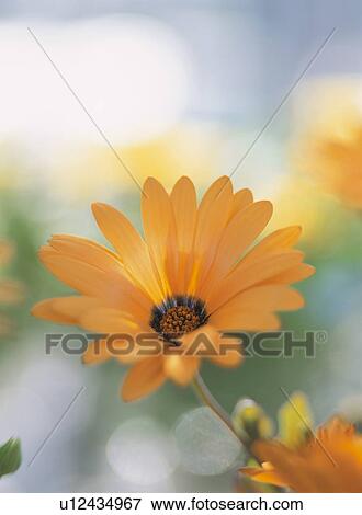 Flower View Large Photo Image Stock Photo - Flower. Fotosearch