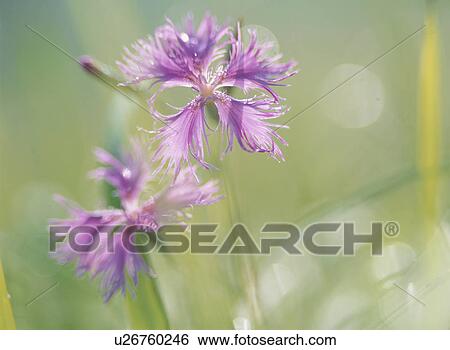 Flower View Large Photo Image Stock Photograph - Flower. Fotosearch