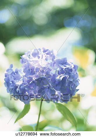 Hydrangea View Large Photo Image Picture - Hydrangea. Fotosearch