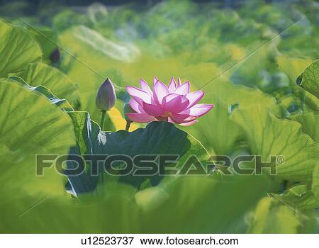 Lotus View Large Photo Image Stock Photo - Lotus. Fotosearch