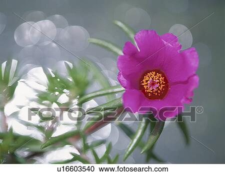 Rose Moss View Large Photo Image Stock Image - Rose Moss. Fotosearch