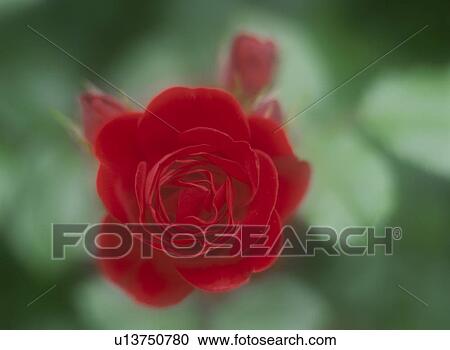 Rose View Large Photo Image Stock Image - Rose. Fotosearch
