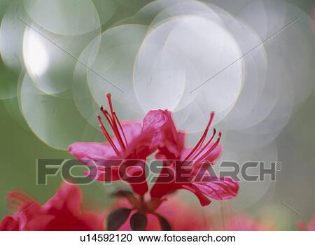Stock Image - The Flower Of An Azalea. Fotosearch