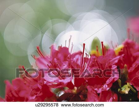 The Flower Of An Azalea View Large Photo Image Stock Photo - The Flower Of An Azalea. Fotosearch
