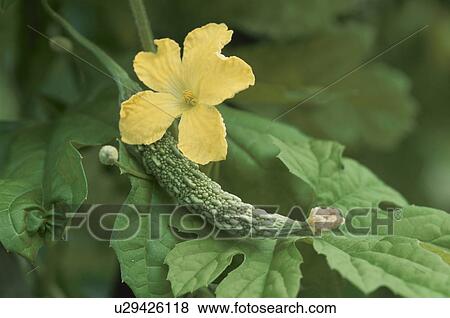 A Balsam Pear And A Flower View Large Photo Image Stock Photo - A Balsam Pear And A Flower. Fotosearch