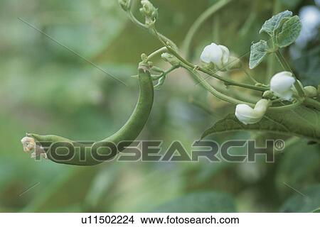 Picture - A Kidney Bean And A Flower. Fotosearch