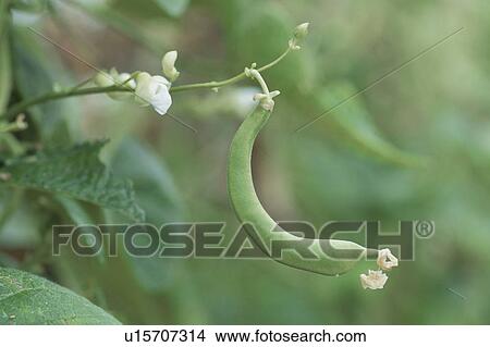 A Kidney Bean And A Flower View Large Photo Image Picture - A Kidney Bean And A Flower. Fotosearch