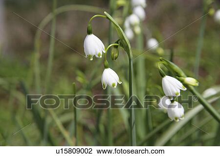A White Flower View Large Photo Image Stock Image - A White Flower. Fotosearch