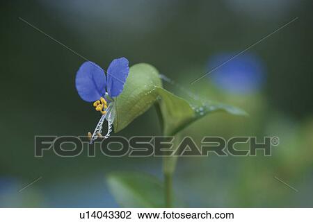 Stock Image - Asiatic Dayflower. Fotosearch