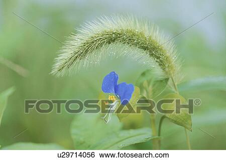 Asiatic Dayflower View Large Photo Image Stock Photograph - Asiatic Dayflower. Fotosearch