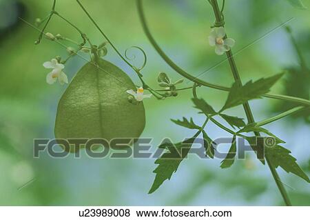 Baloon Vine View Large Photo Image Stock Photo - Baloon Vine. Fotosearch