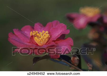 Camellia Flower View Large Photo Image Stock Image - Camellia Flower. Fotosearch