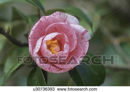 Stock Image - Camellia. Fotosearch