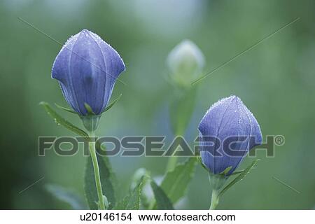 Chinese Bellflower View Large Photo Image Picture - Chinese Bellflower. Fotosearch