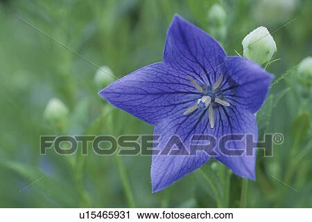 Stock Image - Chinese Bellflower. Fotosearch