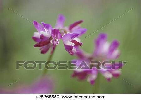 Chinese Milk Vetch View Large Photo Image Stock Image - Chinese Milk Vetch. Fotosearch