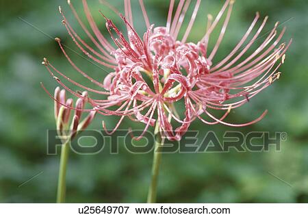 Stock Photo - Cluster Amaryllis. Fotosearch
