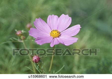 Cosmos View Large Photo Image Stock Image - Cosmos. Fotosearch