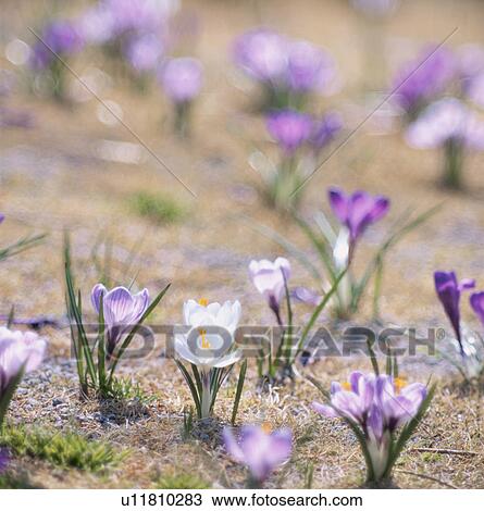 Stock Image - Crocus. Fotosearch