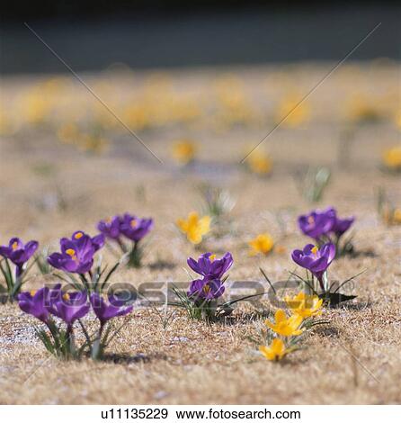 Stock Photo - Crocus. Fotosearch