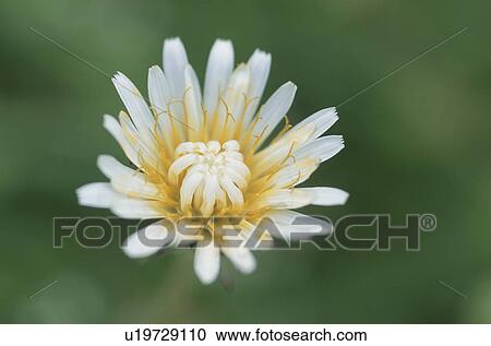 Dandelion View Large Photo Image Stock Image - Dandelion. Fotosearch