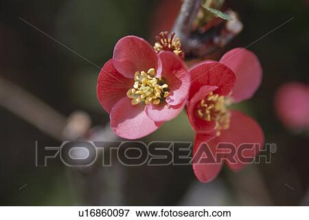 Stock Photo - Dotage. Fotosearch