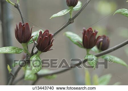 Flower View Large Photo Image Stock Image - Flower. Fotosearch