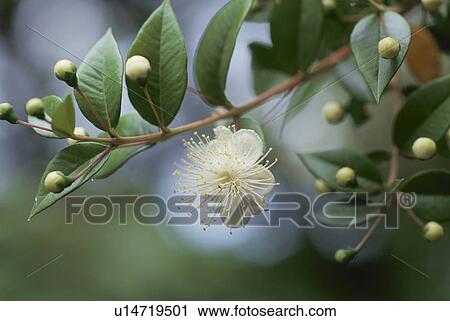 Stock Image - Flower. Fotosearch