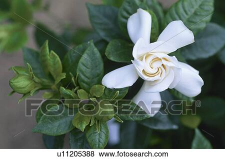 Flower View Large Photo Image Stock Photo - Flower. Fotosearch