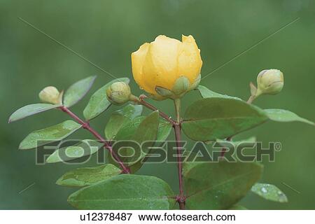 Flower View Large Photo Image Stock Photo - Flower. Fotosearch