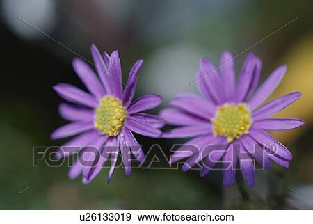 Stock Photo - Flower. Fotosearch
