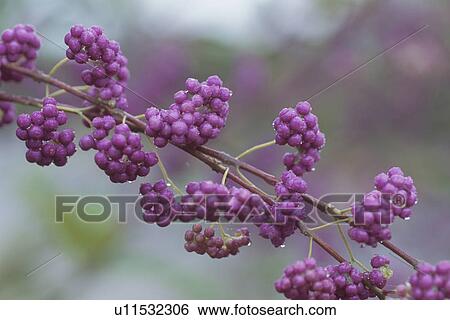 Flower View Large Photo Image Stock Photograph - Flower. Fotosearch