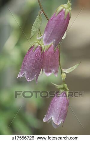Flower View Large Photo Image Stock Photograph - Flower. Fotosearch