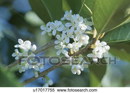 Fragrant Olive View Large Photo Image Stock Photography - Fragrant Olive. Fotosearch