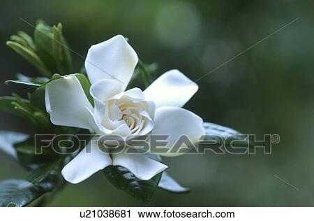 Gardenia View Large Photo Image Stock Image - Gardenia. Fotosearch