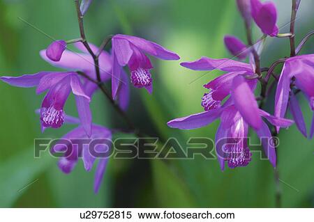 Hardy Orchid View Large Photo Image Stock Photography - Hardy Orchid. Fotosearch